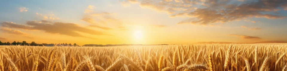 Wandaufkleber banner of wheat field at sunset © mimadeo
