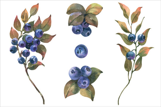 Watercolor vector Hand Drawn illustration of Blueberry with green leaves. Forest Plant with Blue Berries.