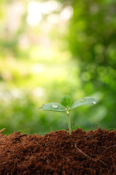 Earth day concept. Renewable energy for future. Sustainable resources. Plant management or environment symbol. Clean energy growing up.