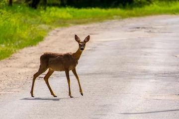 Raamstickers Roe deer on a road in early spring © belizar