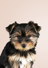 Cute young domestic happy dog