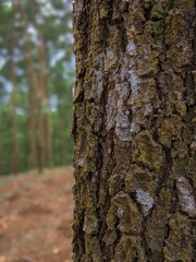 Obraz premium Bark textures of pine trees on close up
