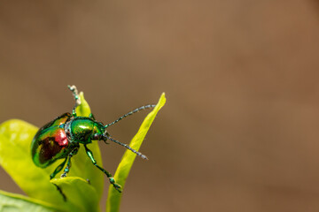 Macro Close-up Shiny iridescent Dogbane Leaf Beetle (Chrysochus auratus)  - copy space