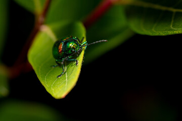 Macro Close-up Shiny iridescent Dogbane Leaf Beetle (Chrysochus auratus) on dogbane leaf - copy space