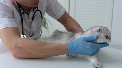 A veterinarian in medical gloves examines the health of a Scottish cat. Doctor checks a kitten's teeth