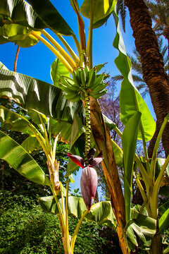 Banana Plant in the Bahia Palace