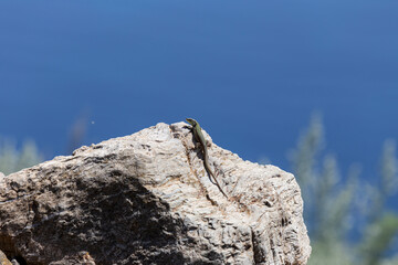 Erhard's Wall Lizard (Podarcis erhardii naxensis) sitting on a stones close-up