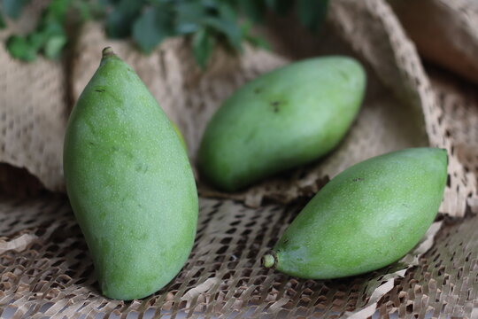 Totapuri raw mangoes or Magnifera indica. It is an oblong shaped mango with prominent beak