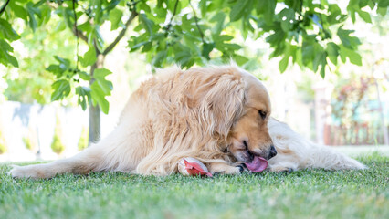 Gorgeous specimen of golden retriever dog. Relaxed in the garden he is cleaning a paw with his...