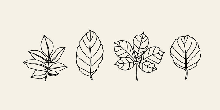 Line art leaves collection. Elder, beech, chestnut, alder