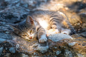 Cat in the Athenian agora
