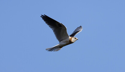 A White Tailed Kite in flight