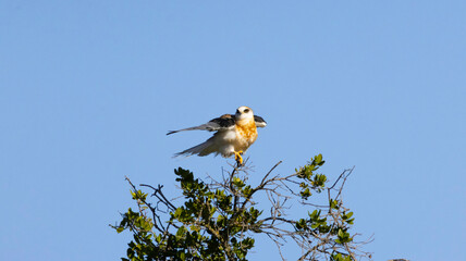 Whit tailed kite in a tree