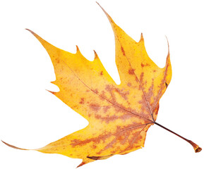 Collection of colored fallen autumn leaves on the desk