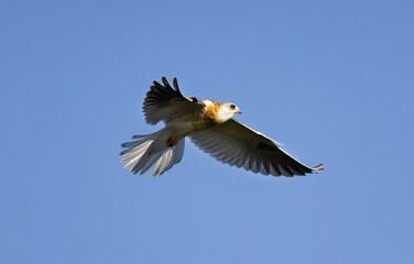 A White Tailed Kite in flight