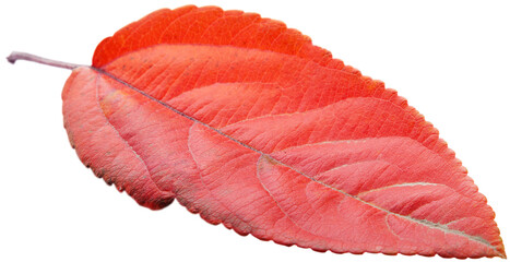 Collection of colored fallen autumn leaves on the desk