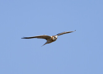 A White Tailed Kite in flight