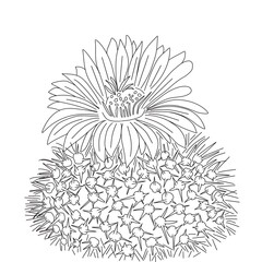 Black and white illustration of blooming cactus. Parody cactus.For postcards, posters, coloring, etc