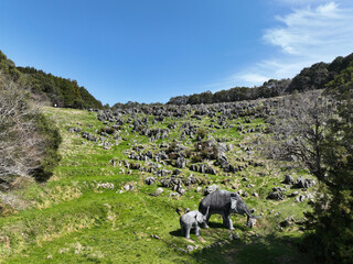 高知県佐川町　ナウマンカルスト
