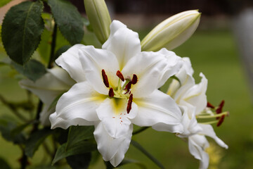 Obraz na płótnie Canvas Lilium candidum, commonly known as the white lily, captivates with its timeless elegance and pristine beauty. Each petal, flawlessly pure and snow-white, seems to glow with a celestial luminosity.