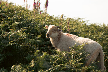 Sheep in a field of ferns.