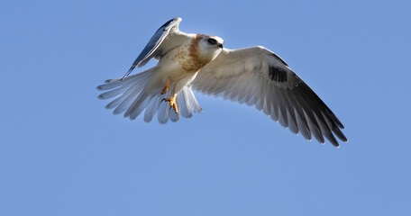 A White Tailed Kite in flight
