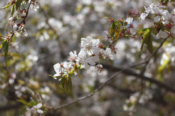 white cherry blossom in spring