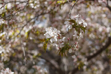 white cherry blossom in spring