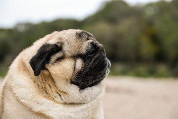 Fototapeta premium pug dog portrait