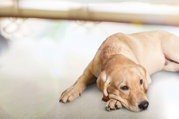 Sad young dog lying on background
