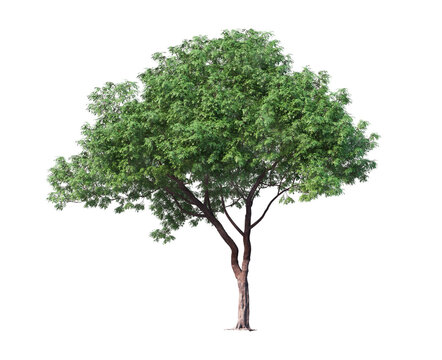 tree png image _ plant images _ big tree images _ tree in isolated white background 