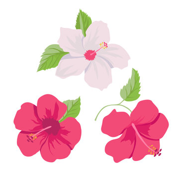 Vector set of bright pink hibiscuses