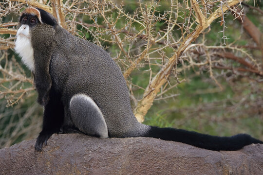 De Brazza's monkey