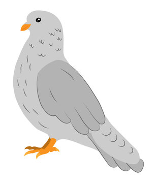 Сartoon gray pigeon
