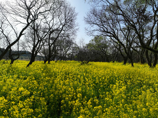 Obraz premium 高知県四万十市 四万十川菜の花の森