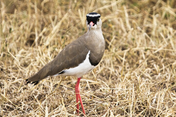 A Crowned Lapwing Bird
