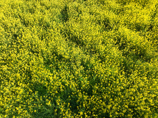 高知県四万十市　四万十川菜の花の森
