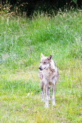 Obraz premium wolf in the grass