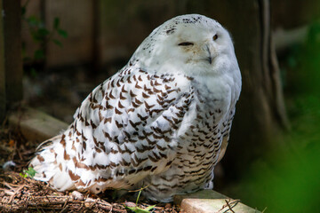 owl