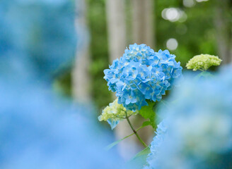 紫陽花と白樺林 / Hydrangeas and White birch trees