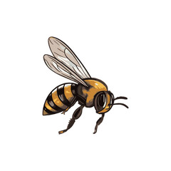 bee insect drawing vector for honey label.