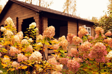 hydrangeas blooming in autumn natural private country garden. October view