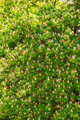 Fototapeta na wymiar White flowers of a chestnut tree among green leaves.
