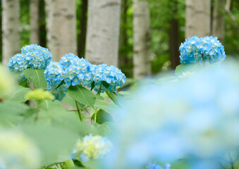 紫陽花と白樺林 / Hydrangeas and White birch trees