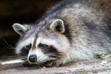 Naklejka na ściany i meble raccoon in the zoo