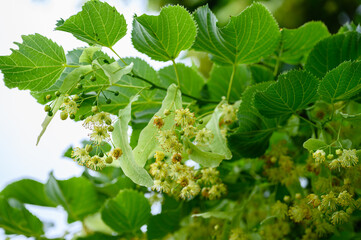 Blooming linden tree with leaves on a green natural background