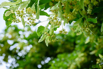 Blooming linden tree with leaves on a green natural background