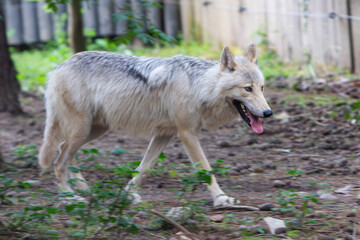 Fototapeta premium gray wolf canis lupus