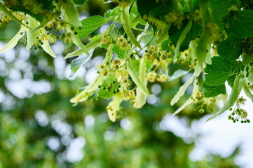 Branch of blooming linden tree with yellow flowers, closeup