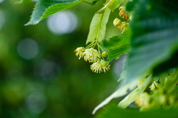Branch of blooming linden tree with yellow flowers, closeup